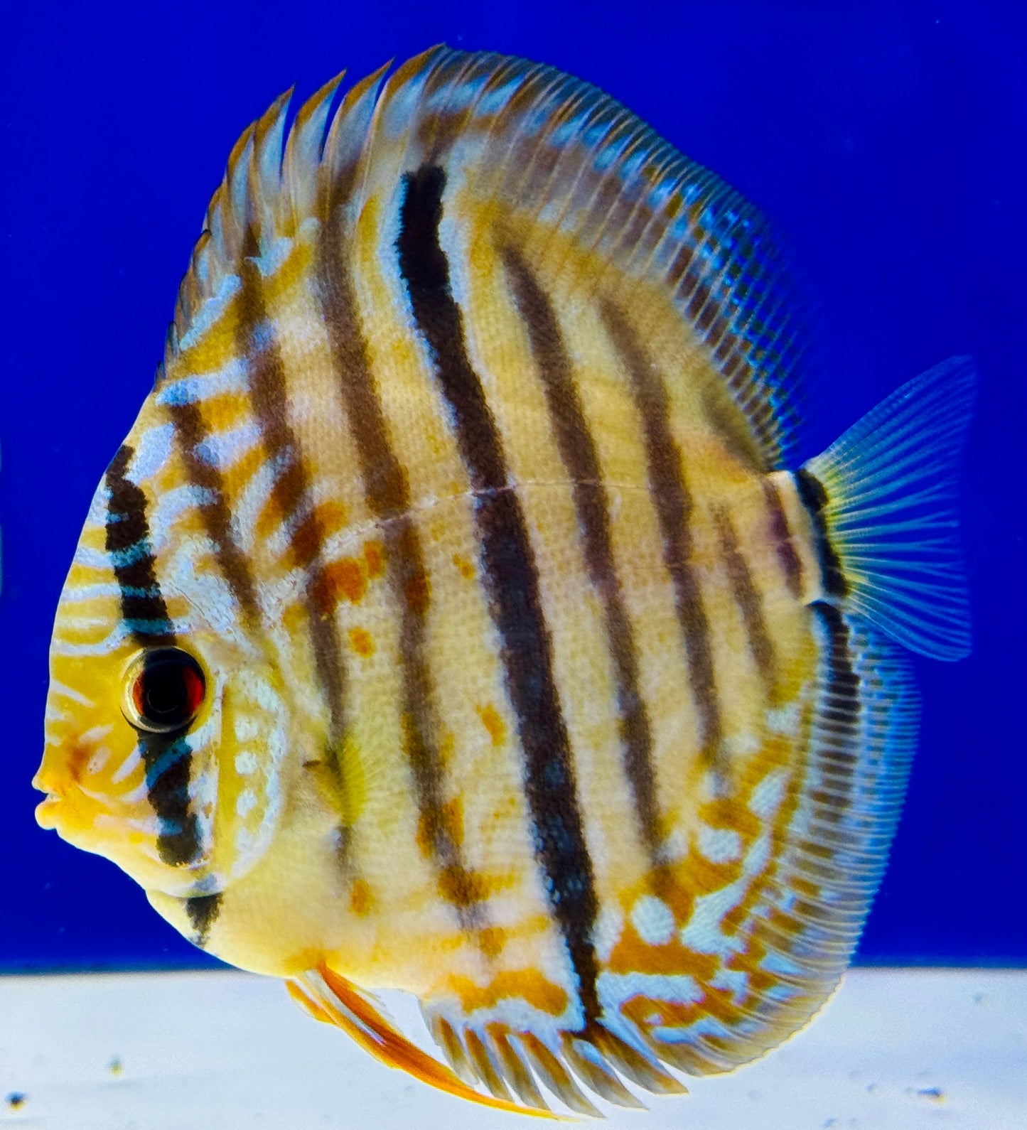 Blue Turquoise Heckel Cross Discus 4.5-5"