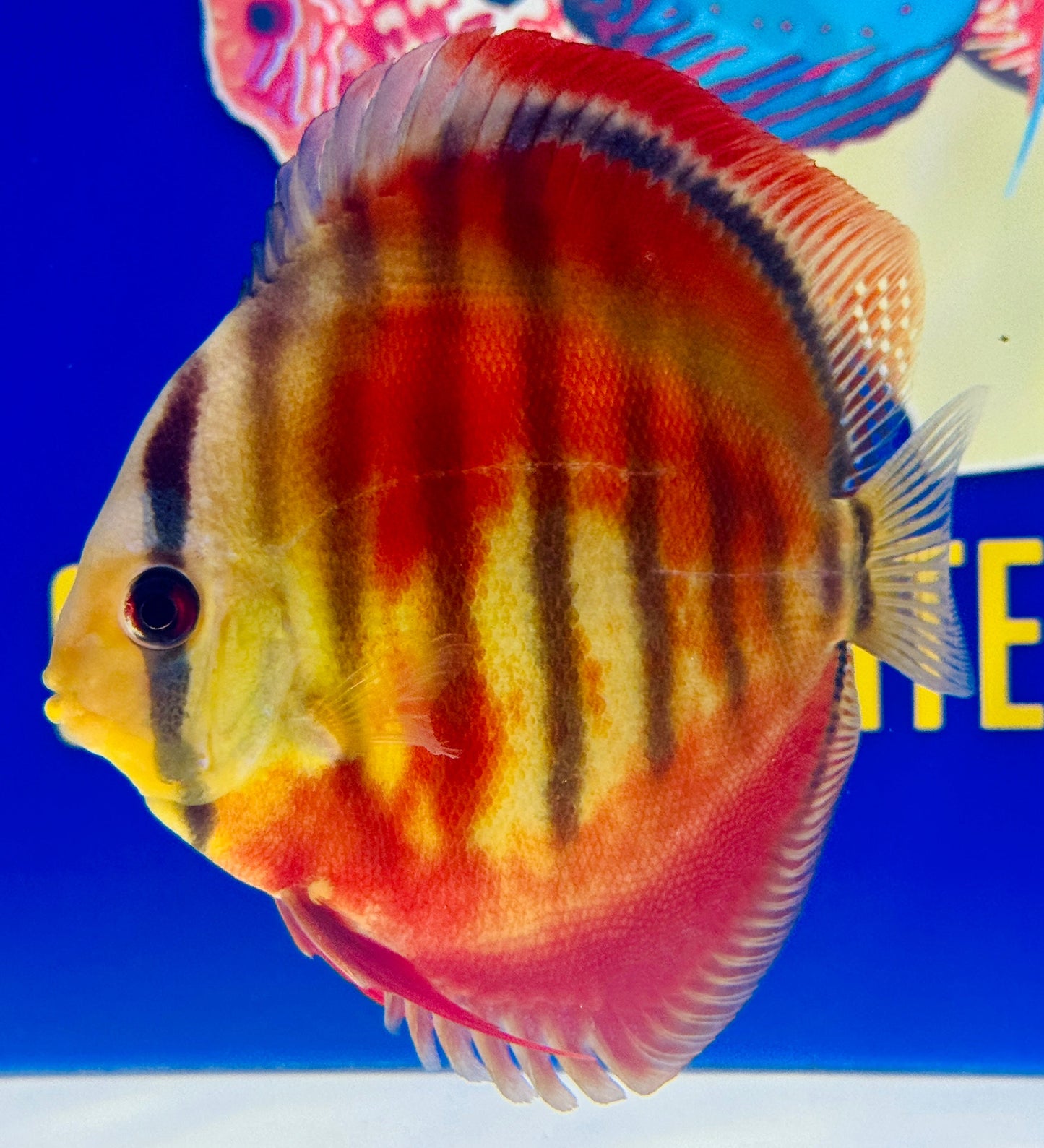 Ica Red Solid KL Discus 5-5.5” (WYSIWYG)