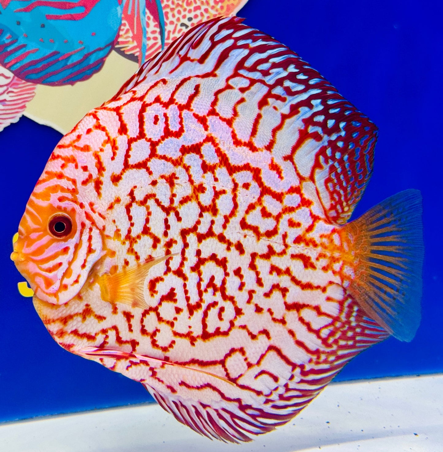 Pigeon Checkerboard Jumbo Premium Discus 6.5-7.5” (WYSIWYG)