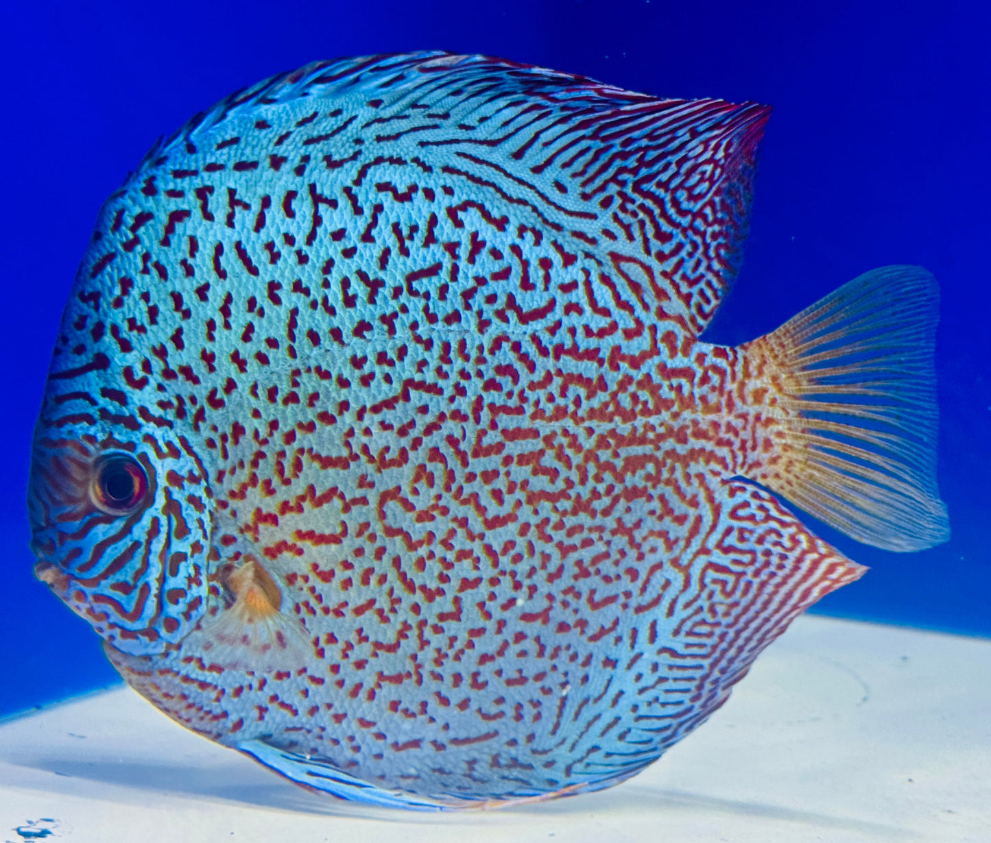 Viper King Jumbo Premium Discus (WYSIWYG)