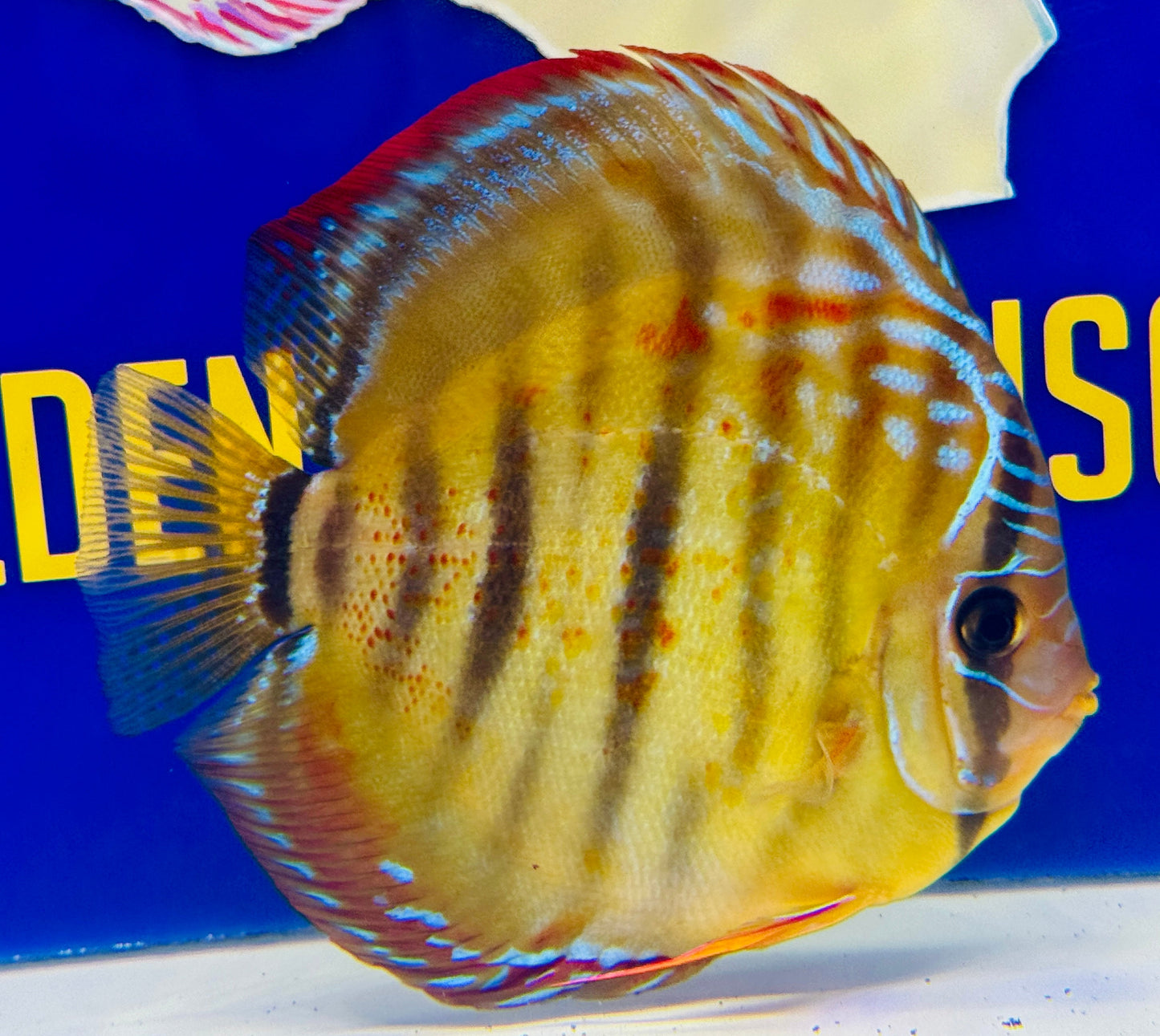 Trombeta Heckel Cross KL Premium Discus 6-6.5” (WYSIWYG)
