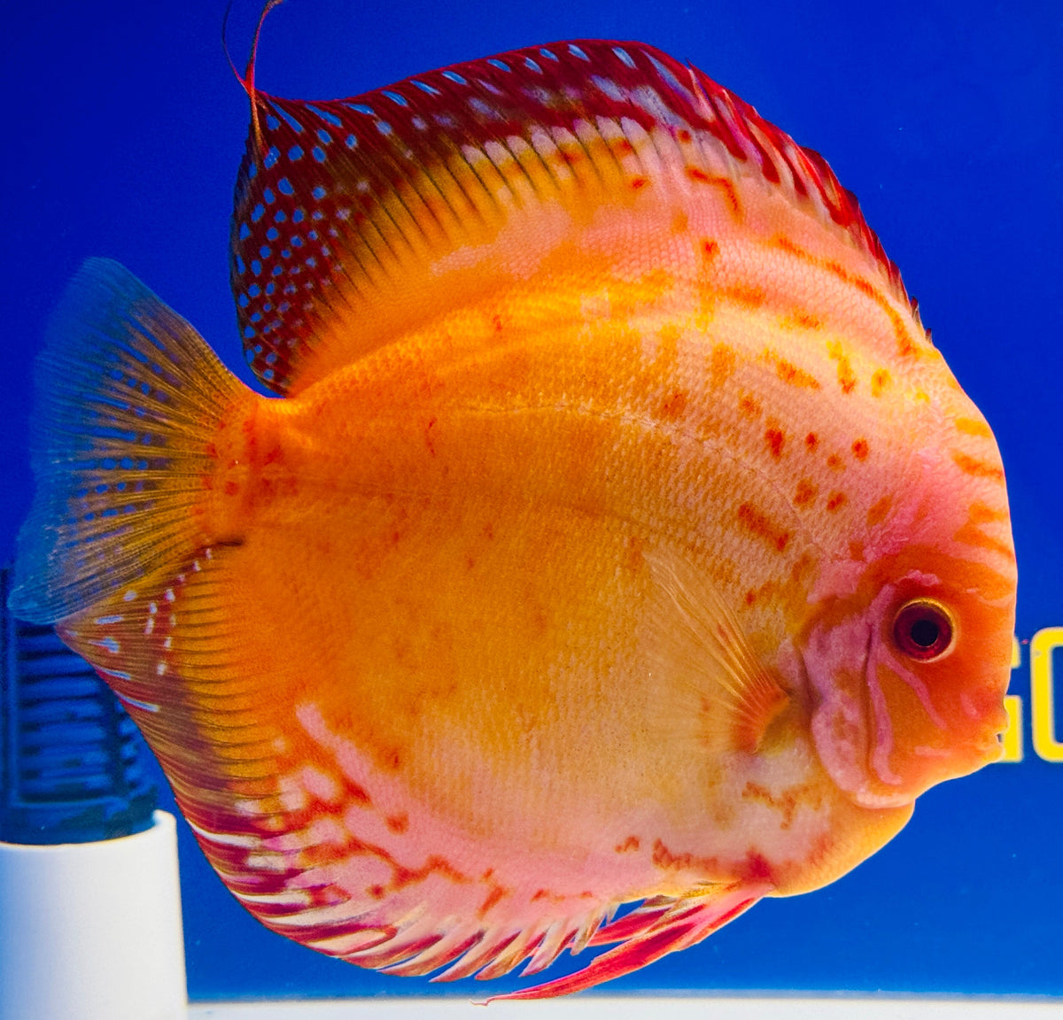 Golden Red Crystal Jumbo Premium Discus 6.5-7"