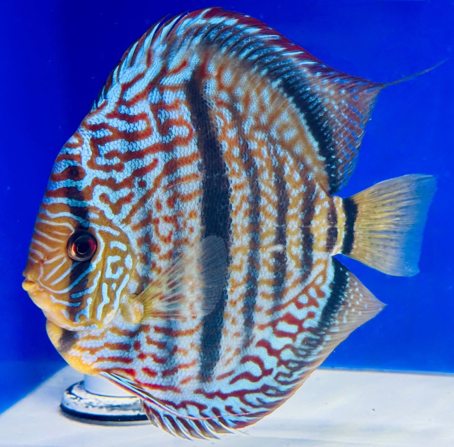 Royal Blue Heckel Cross Jumbo Premium Kl Discus 6.5-7"
