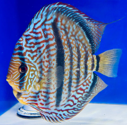 Royal Blue Heckel Cross Jumbo Premium Kl Discus 6.5-7"