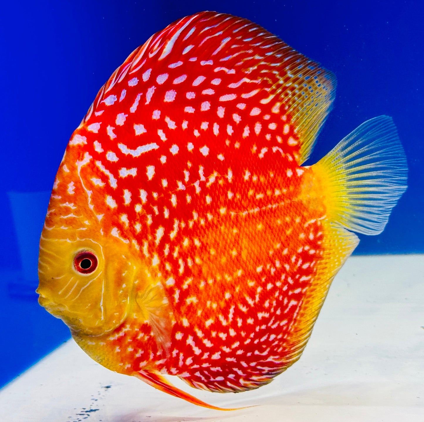 Pigeon Scarlet Snake Jumbo Premium Discus 6.5-7"