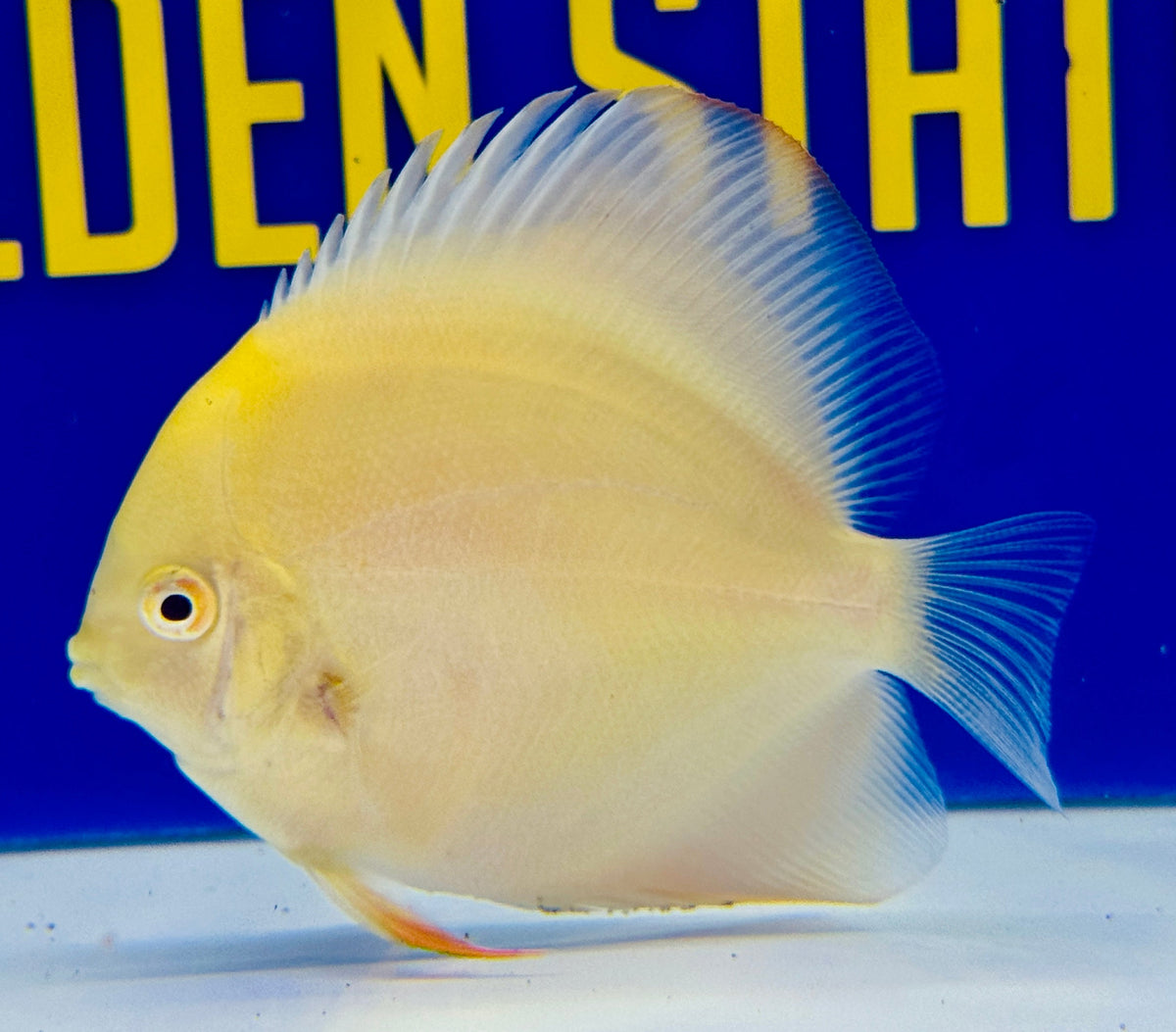Albino Pearl Diamond Discus 3-3.5"