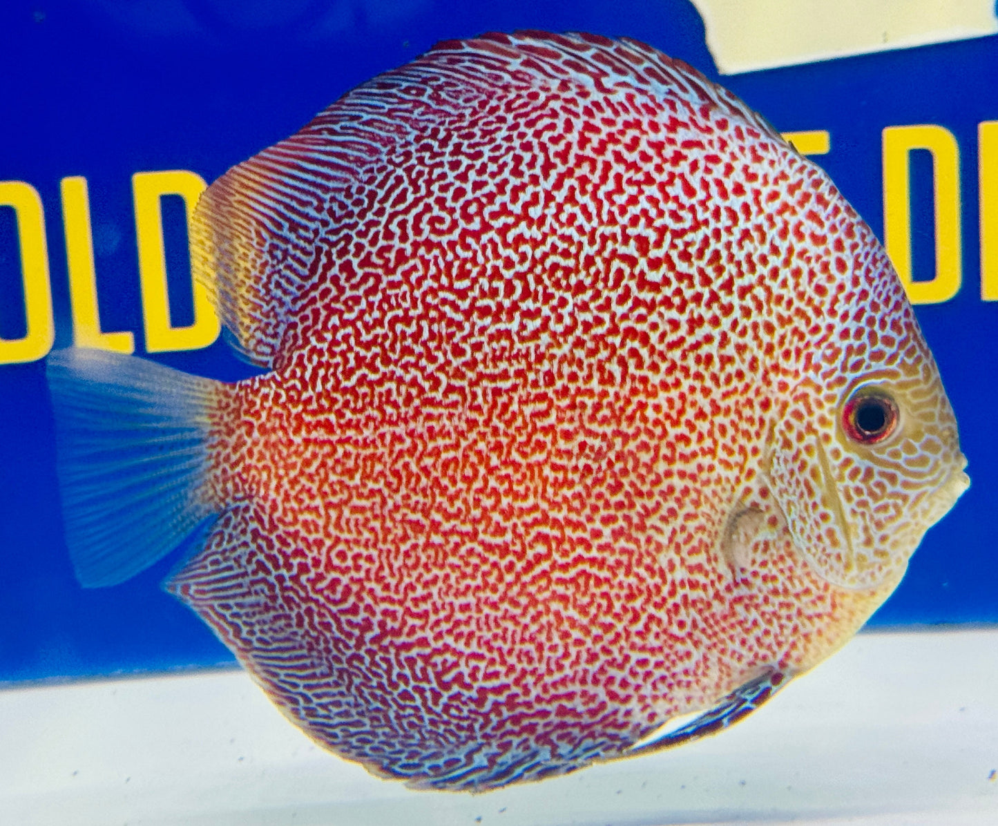 Panthera Discus 5-5.5"