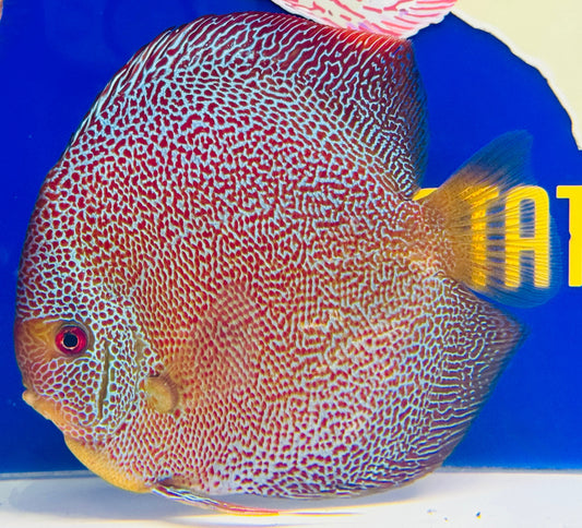 Panthera Jumbo Premium Discus 6.5-7"