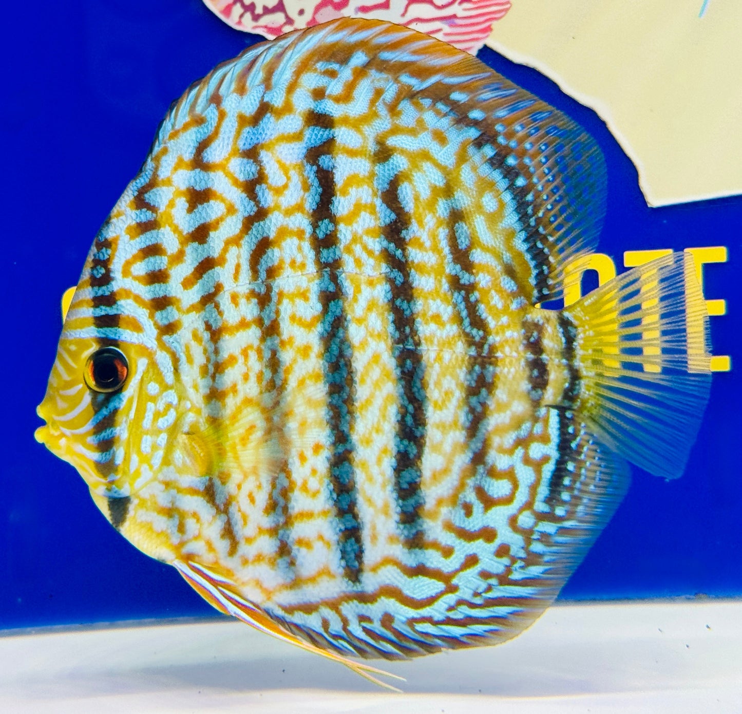 Blue Turquoise Heckel Cross Premium Discus 6-6.5"