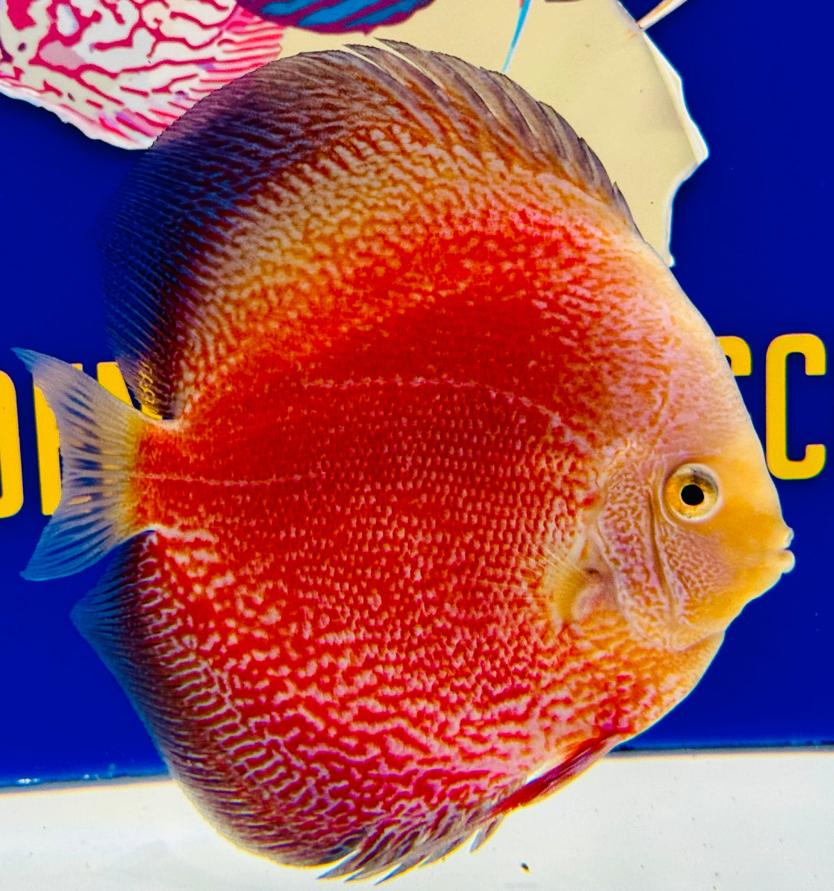 Moonlight Galaxy Premium Discus 6-6.5"