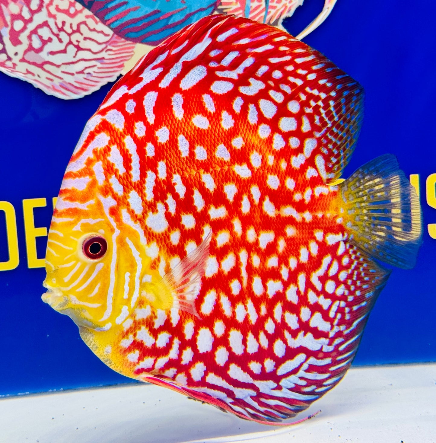 Pigeon Checkerboard Jumbo Premium Discus 6.5-7.5” (WYSIWYG)