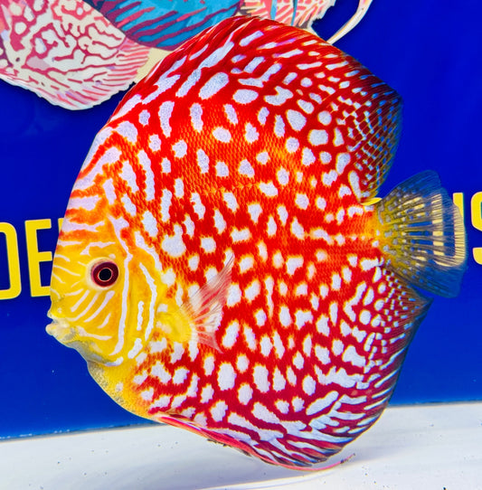 Pigeon Checkerboard Jumbo Premium Discus 6.5-7.5” (WYSIWYG)