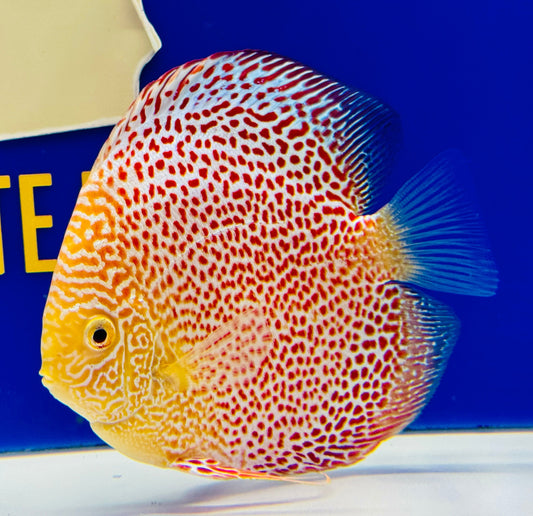 Albino Leopard Snake Premium Discus 6-6.5"