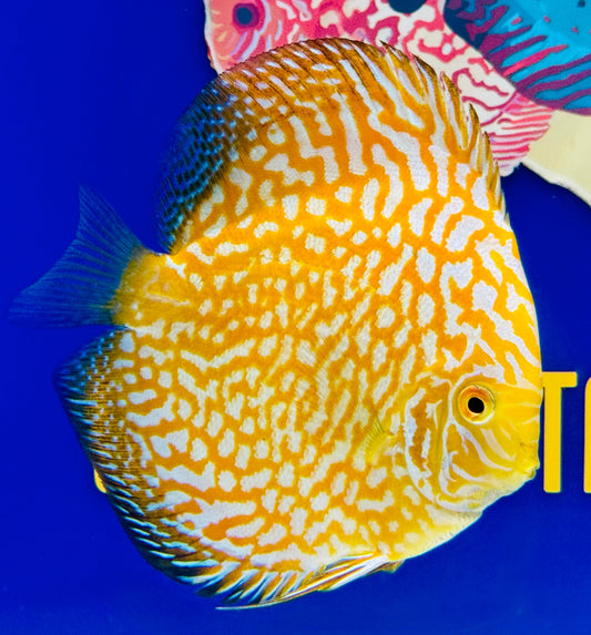 Yellow Pigeon Checkerboard Discus 5-5.5"