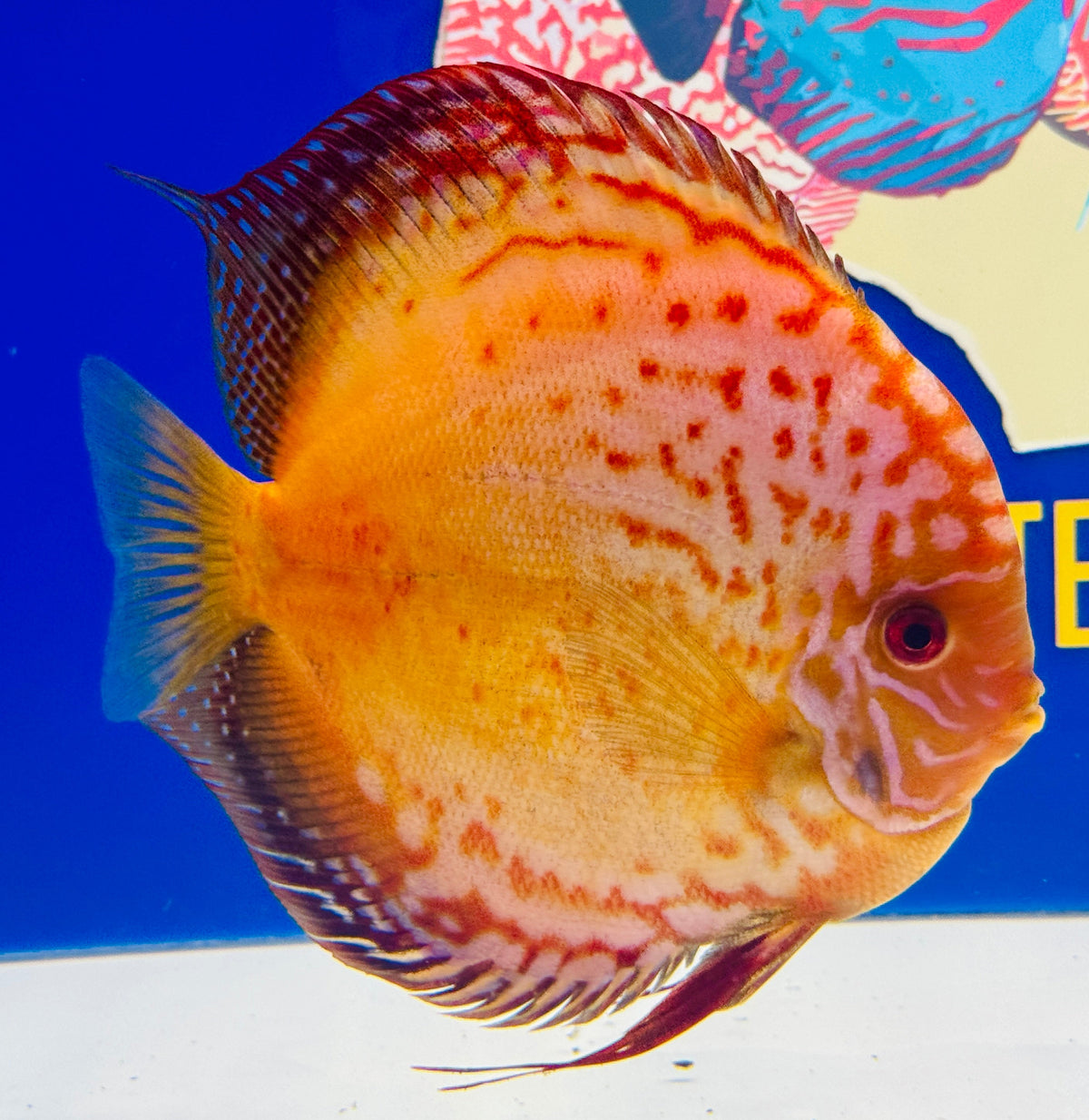 Golden Red Crystal Jumbo Premium Discus 6.5-7"