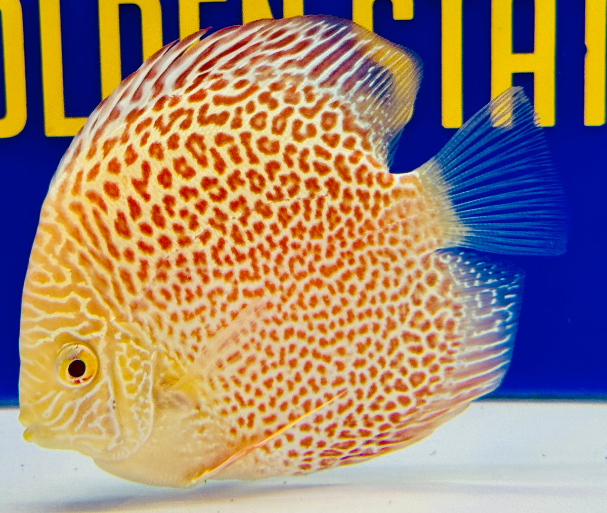 Full Leopard Albino Leopard Snake Discus 4-4.5