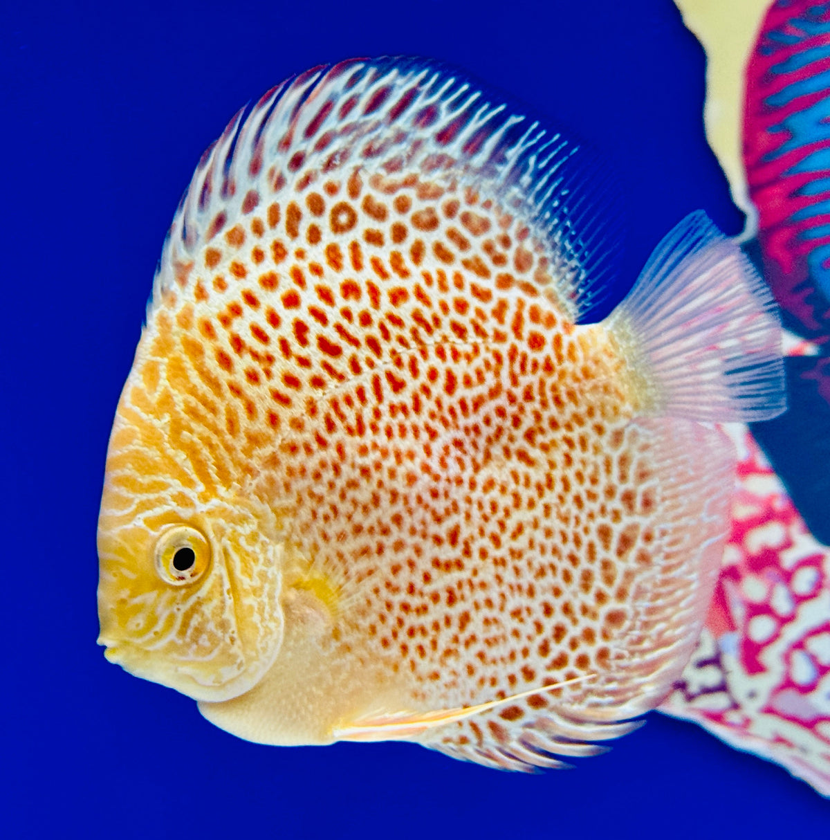 Albino Leopard Snake Discus 4-4.5"