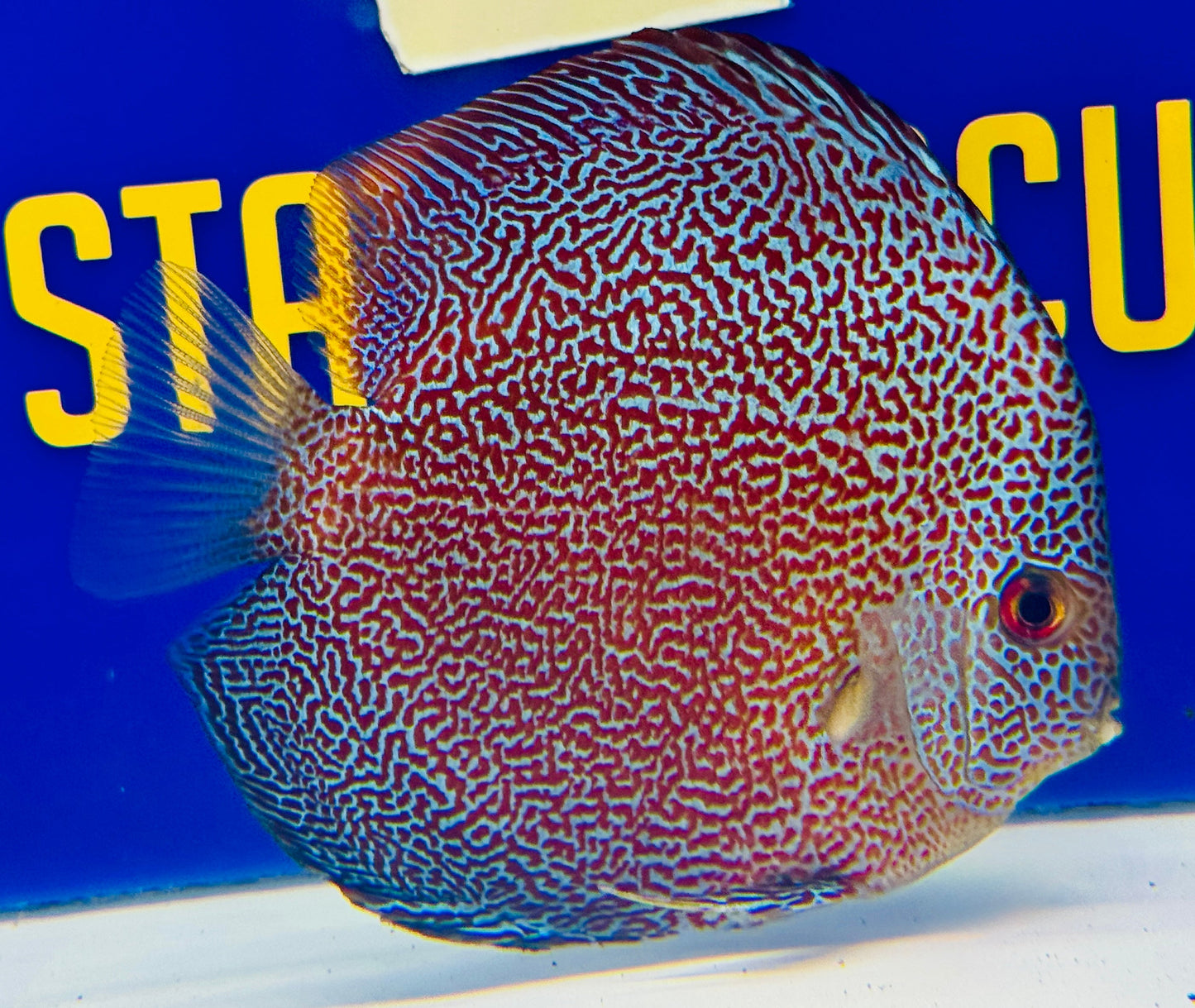 Panthera Discus 5-5.5"