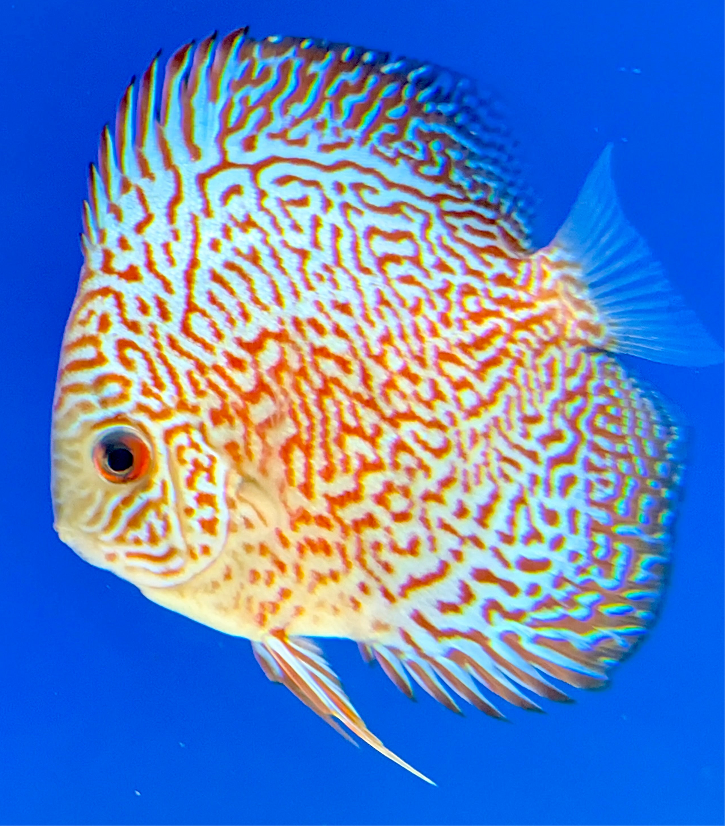 Viper King Discus 3-3.5"