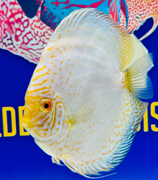 White Butterfly Discus 5-5.5"
