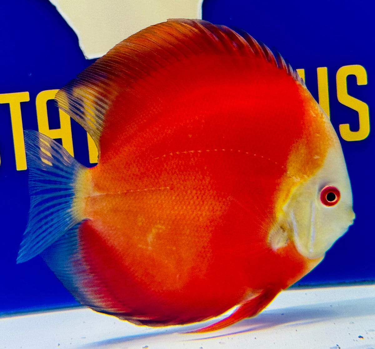 Red Golden Diamond Discus 4.5-5"