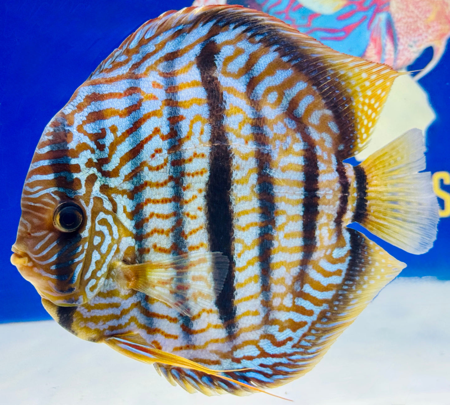 Royal Blue Heckel Cross KL Extra Jumbo Premium Discus 7-8"