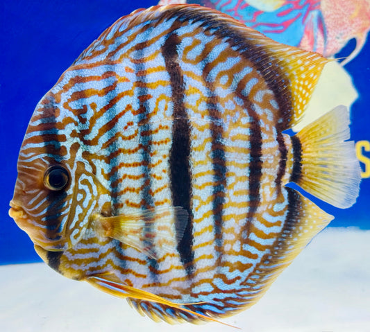 Royal Blue Heckel Cross KL Extra Jumbo Premium Discus 7-8"