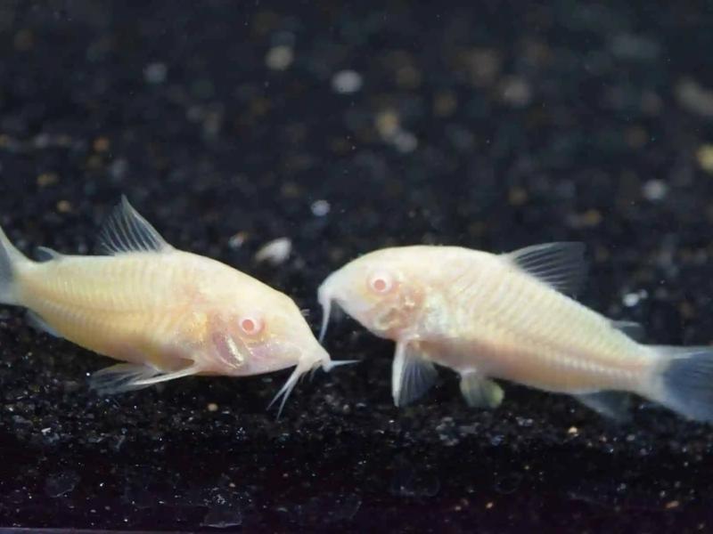 ALBINO CORYDORAS CATFISH