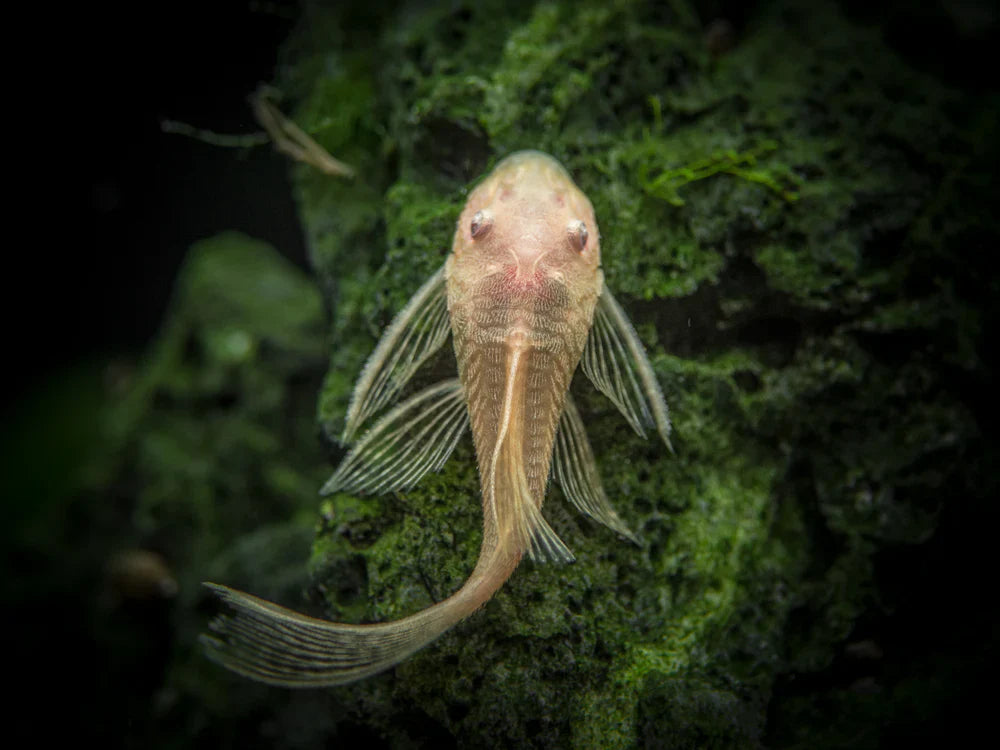 Albino Longfin Bristlenose Pleco