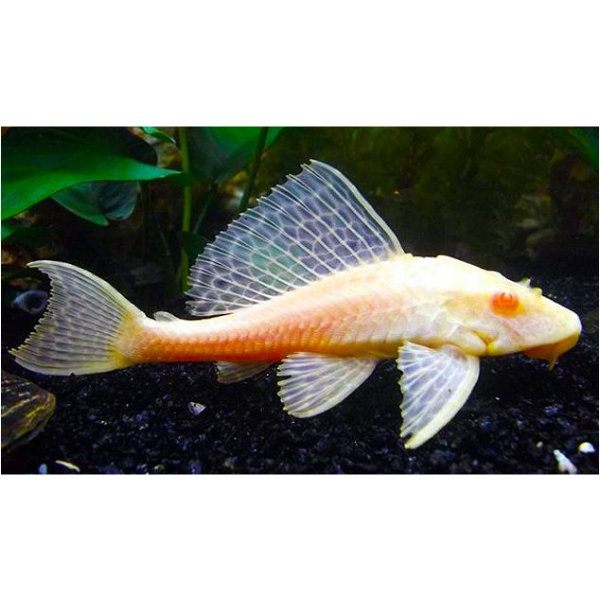 True Albino Red Hi-Fin Pleco