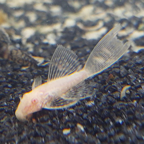 LONGFIN ALBINO BUSHYNOSE PLECO - SM
