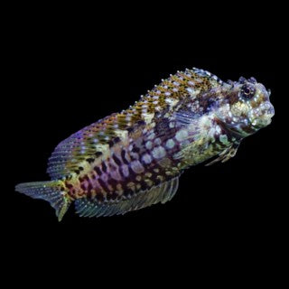 Algae Blenny