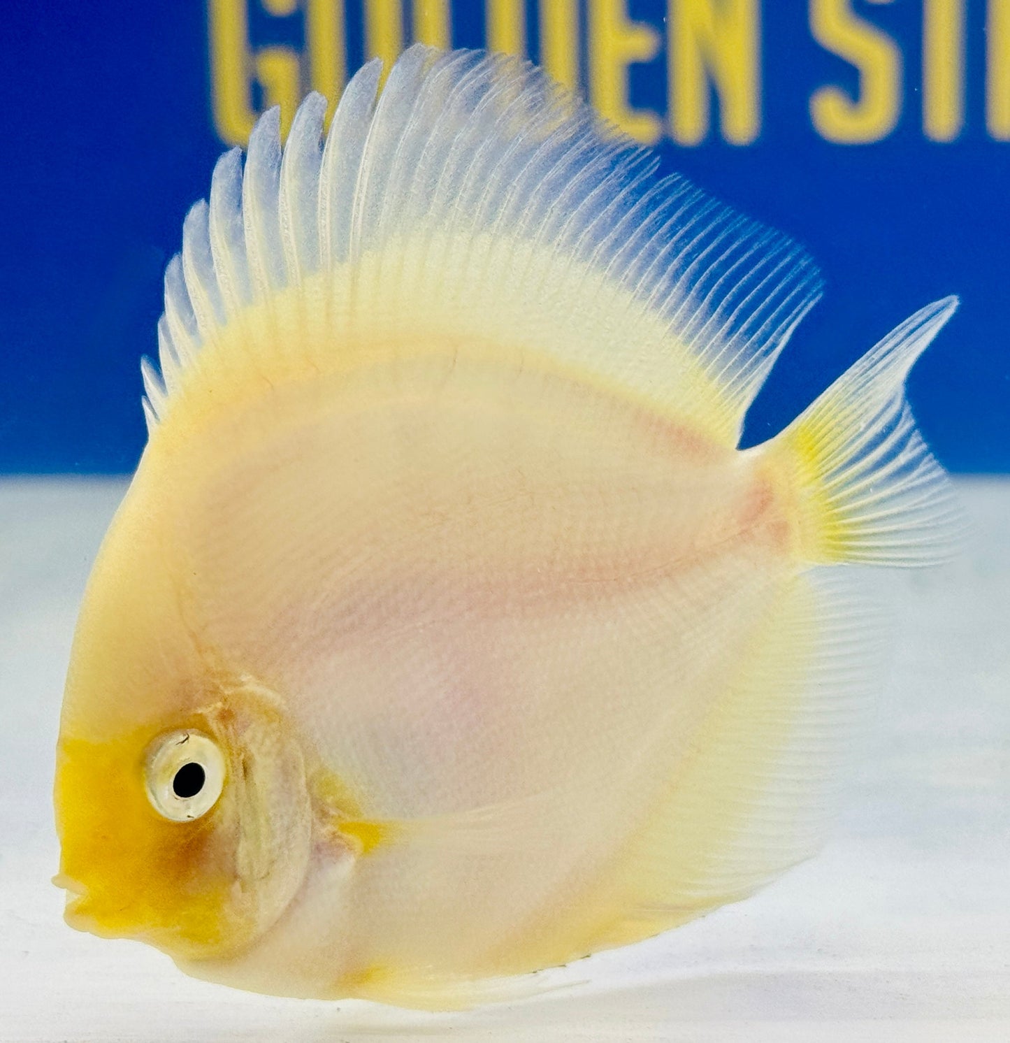 Snow White Discus 3-3.5"