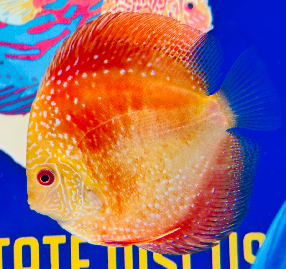 Pigeon Scarlet Snake Discus 4.5-5"