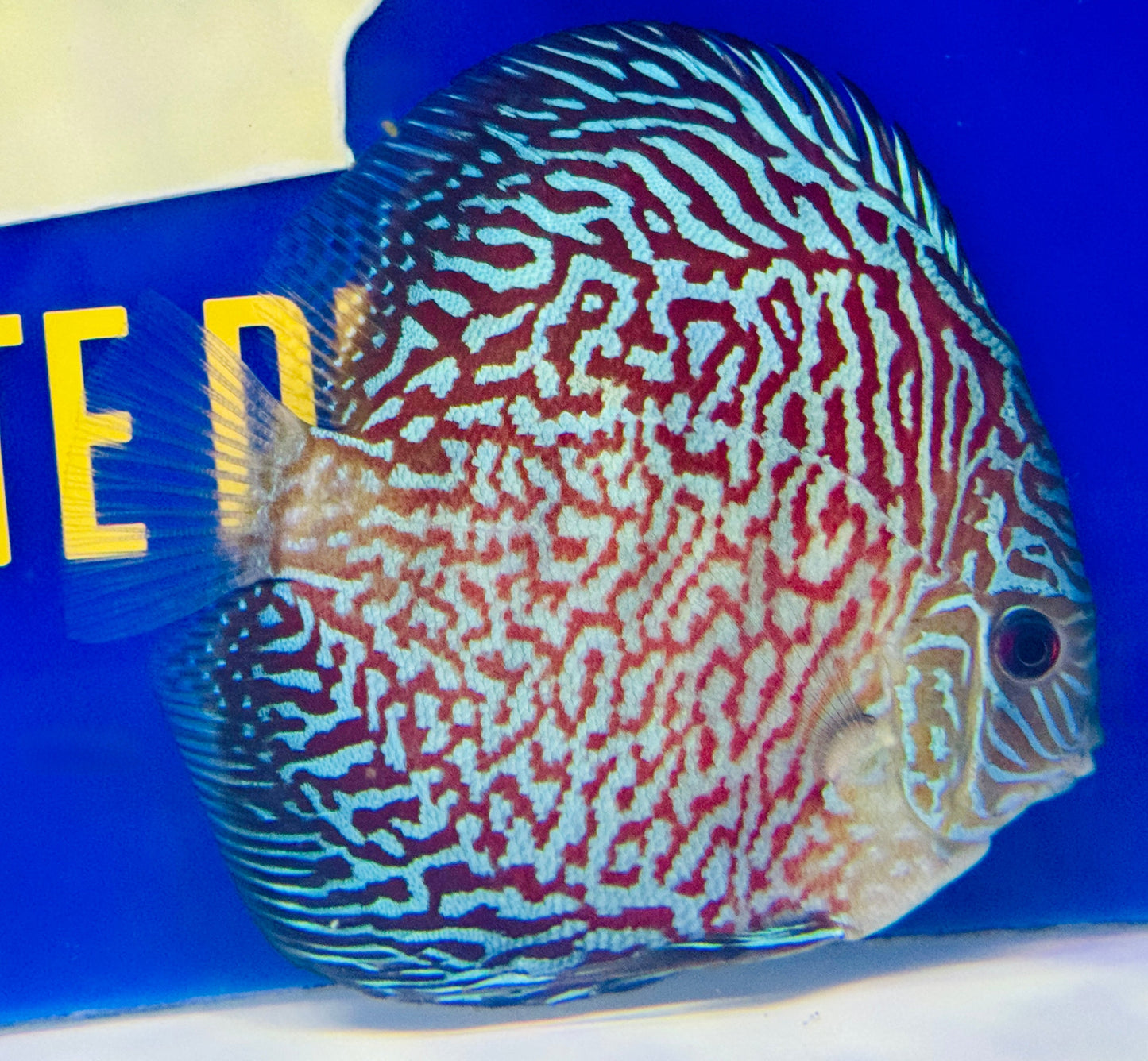 Indiana Tiger Discus 5-5.5"