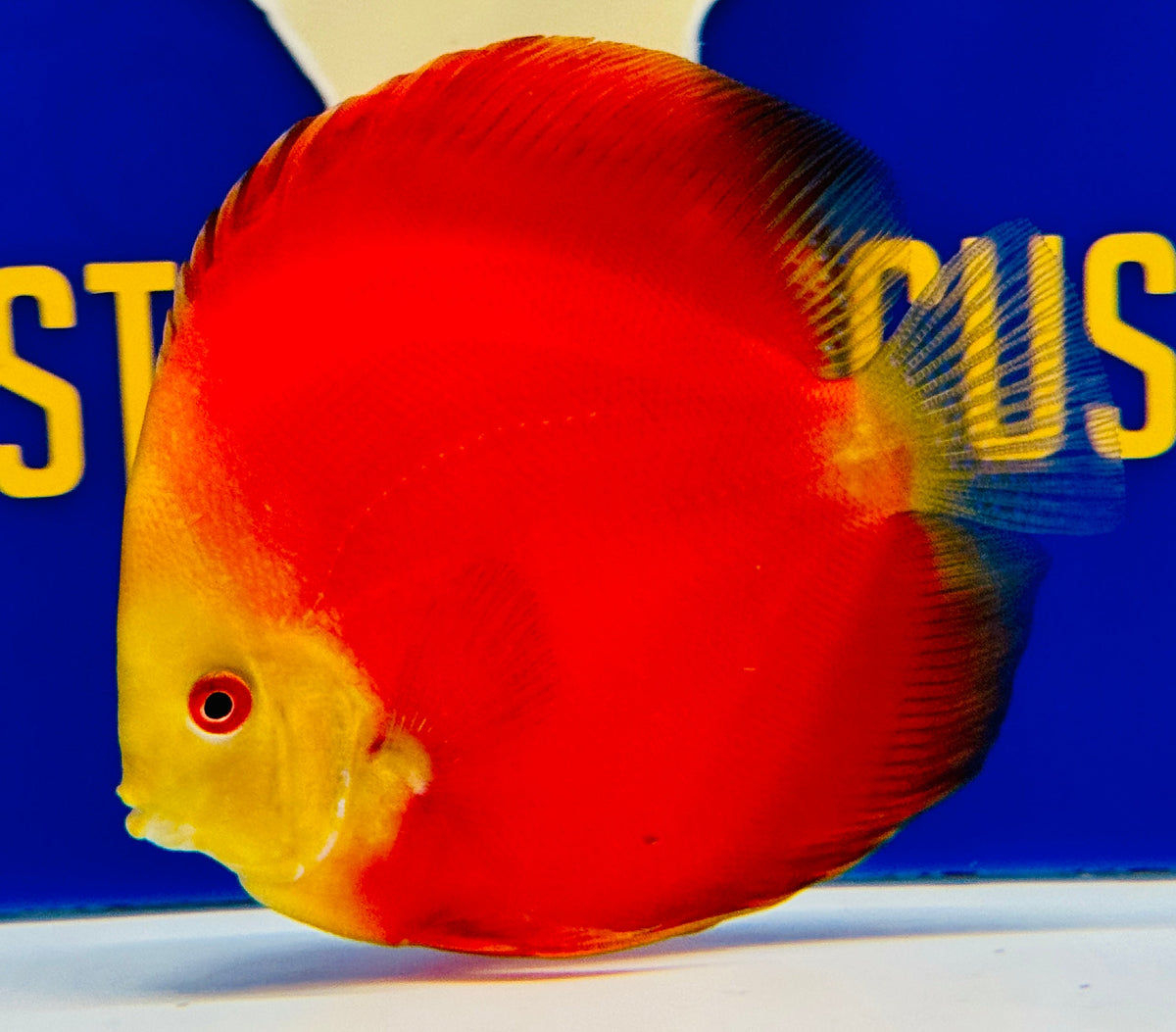 Melon Discus 5-5.5"