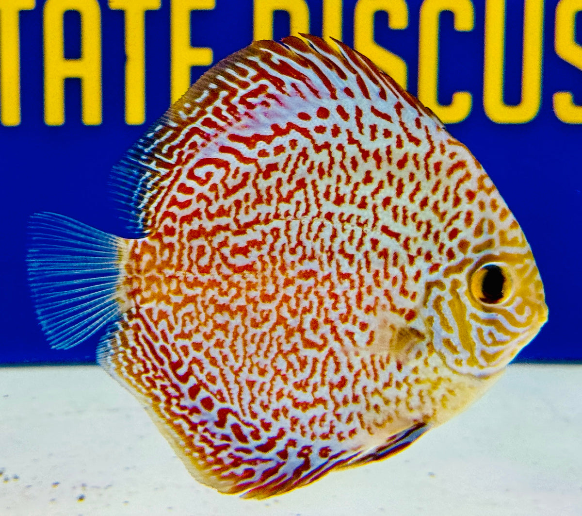 Viper King Discus 3-3.5"