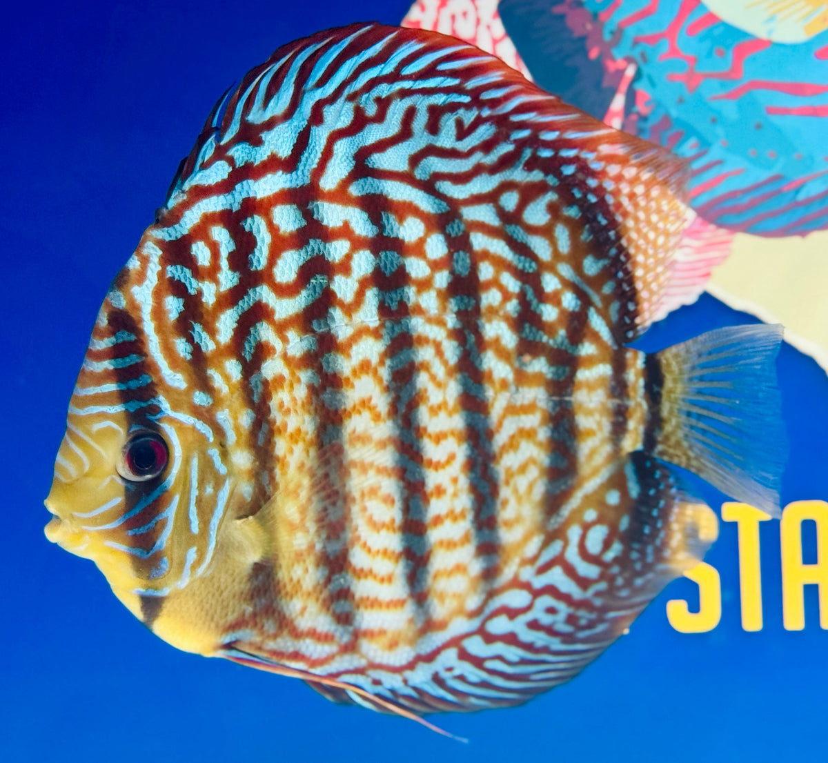 Mazed Spotted KL Jumbo Premium Discus 6.5-7.5” (WYSIWYG)