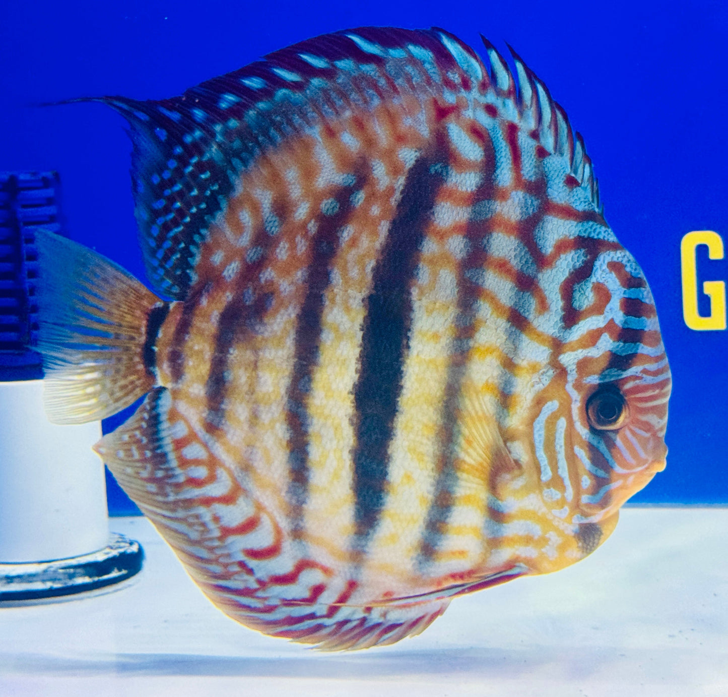 Royal Turquoise Heckle Cross KL Jumbo Premium Discus 6.5-7"