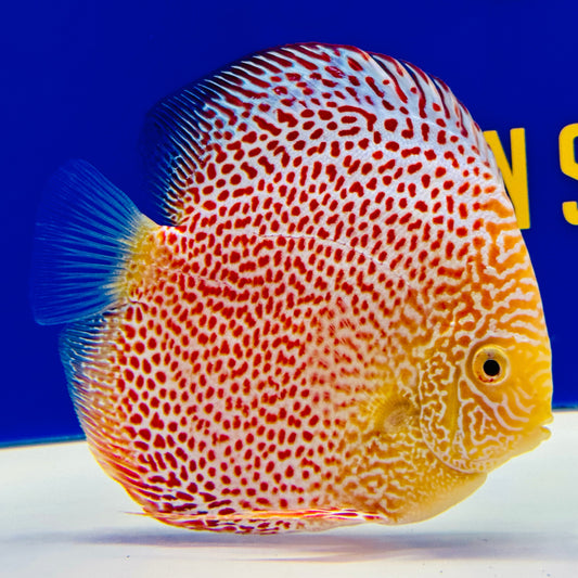 Albino Leopard Snake Premium Discus 6-6.5"