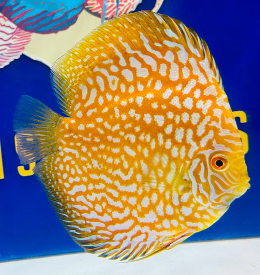 Yellow Pigeon Checkerboard Discus 5-5.5"