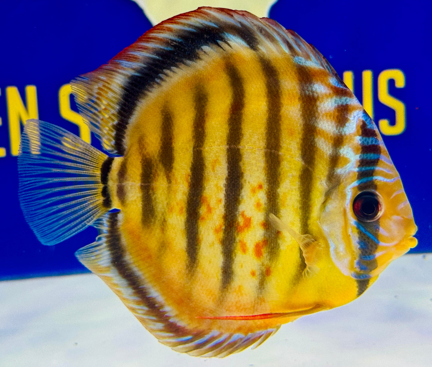 Red Catana Kl Discus 4.5-5"