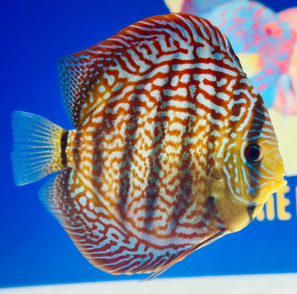 Mazed Spotted KL Jumbo Premium Discus 6.5-7.5” (WYSIWYG)