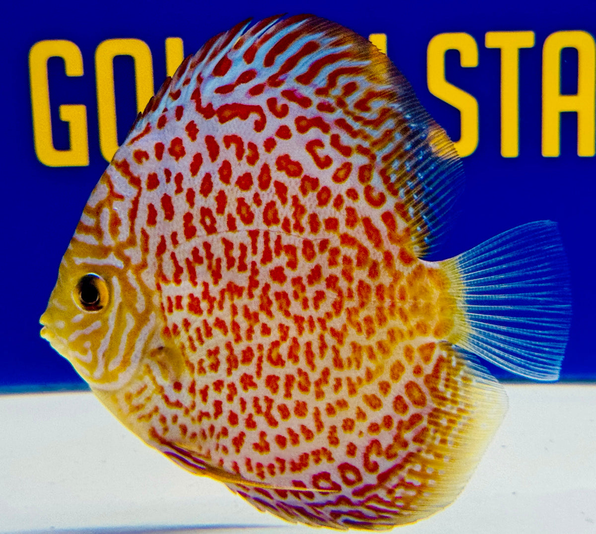 Ring Leopard Discus 4-4.5"