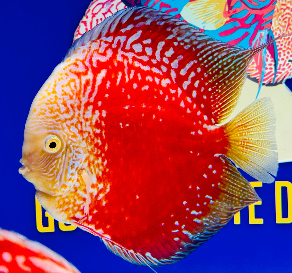 Moonstone Discus Premium Jumbo 6.5-7"