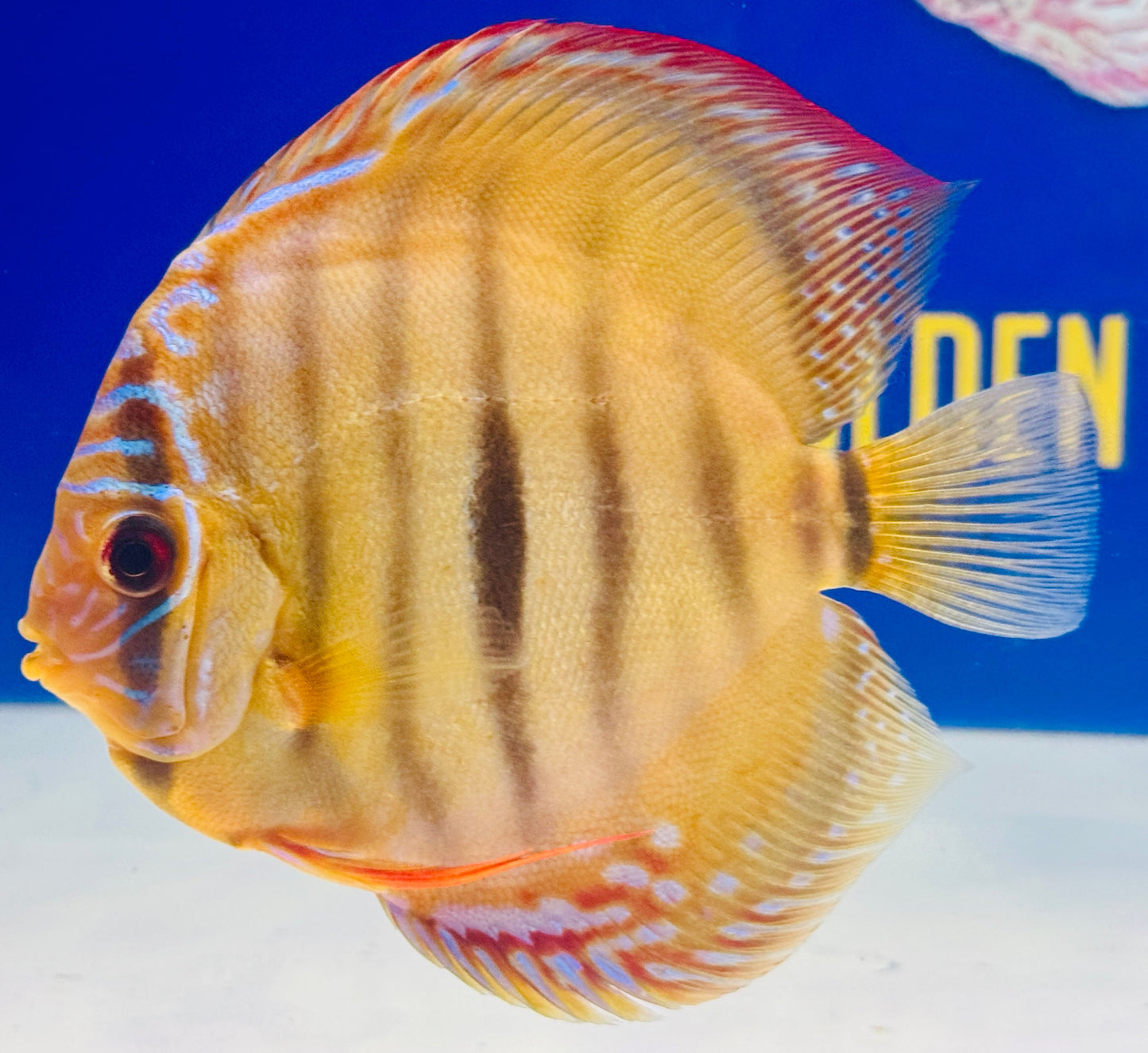 Red Catana KL Discus 5-5.5"