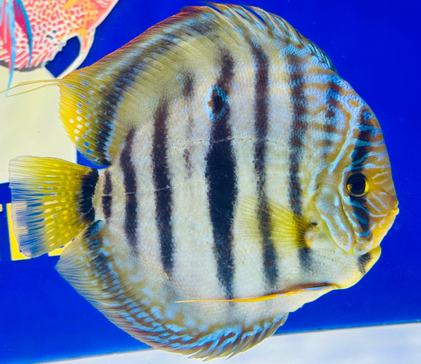 Royal Solid Blue Heckel Cross Jumbo Premium Discus 6.5-7"