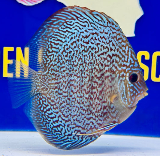 Majestic Fire Discus 5-5.5”