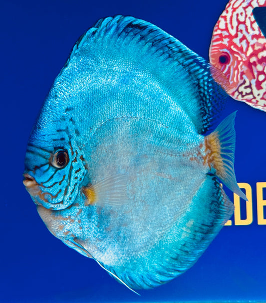Reflection Deep Discus Jumbo Premium 6.5-7"
