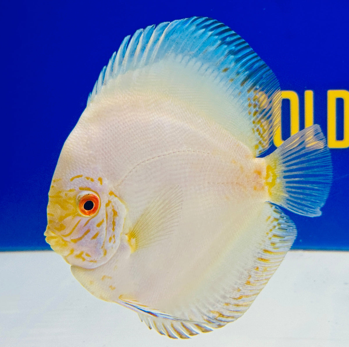 White Butterfly Discus 5-5.5"